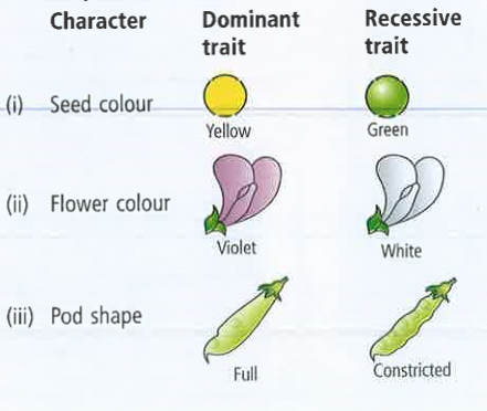 Refer to given table of contrasting traits in pea plants studied by Mendel         Which of the given traits is correctly placed ?