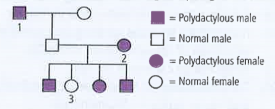 In humans polydactyly (i.e., presence of extra fingers and toes) is determined by a dominant autosomal allele (P) and the normal condition is determined by a recessive allele (p). Find out the possible genotypes of family members 1,2 and 3 in the given pedigree