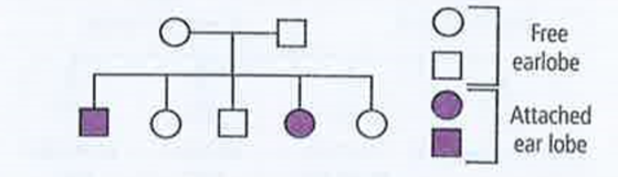 Given pedigree chart depicts the inheritance of attached ear lobes, an autosomal recessive trait      Which of the following conclusions drawn is correct ?