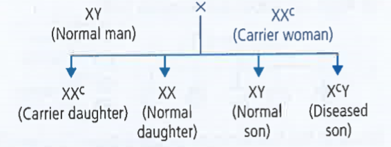 Inheritance of which of the following traits is shown in the given cross ?