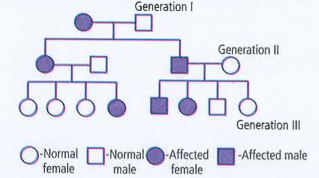 A pedigree is shown below for a disease that is autosomal dominant. What would be the  genetic make up of the first generation ?
