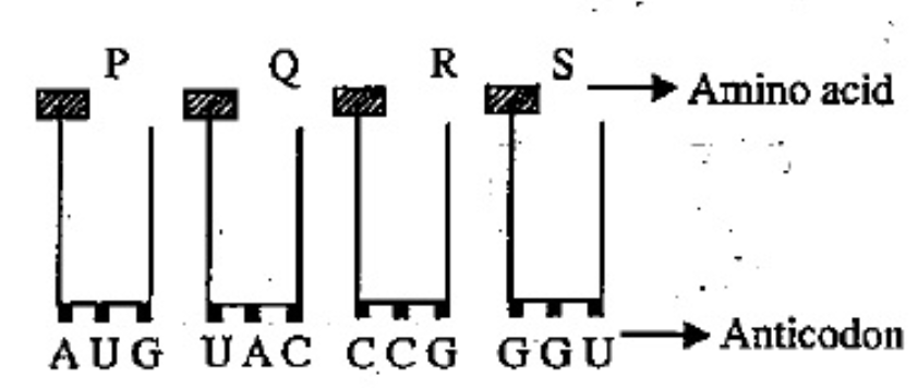 Find the sequence of blinding of the following amono acyl-tRNA complexes during translation of an mRNA transcribed by DNA segment having the base sequence 3' TACATGGGTCCG 5'. Choose the answer showing the correct order of alphabets.
