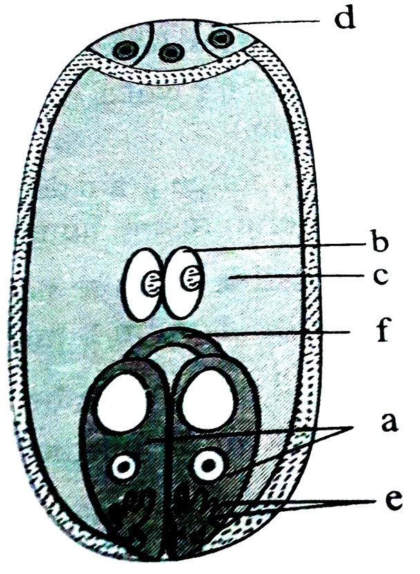 In the given diagram, parts labelled as 'A', 'B', 'C', 'D', 'E' and 'F' are respectively identified as