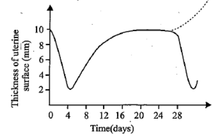 The given figure shows the thickness of the uterine layer of an adult woman during a period of time      Which of the following conditions is expected to occur in the beginning, ig the curve continues along the dotted line ?