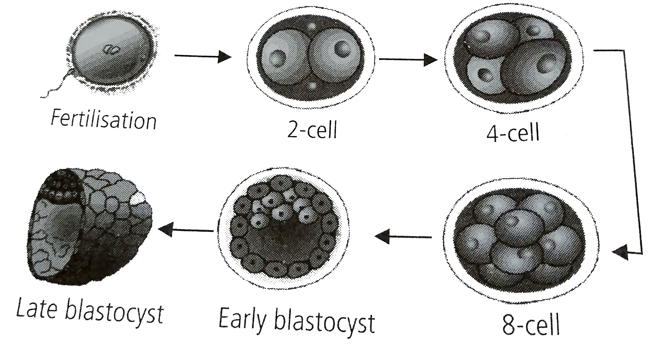 The diagram below represents the development of a human zygote fertilisation to the late blastocyst      Select a correct statement from the following options.