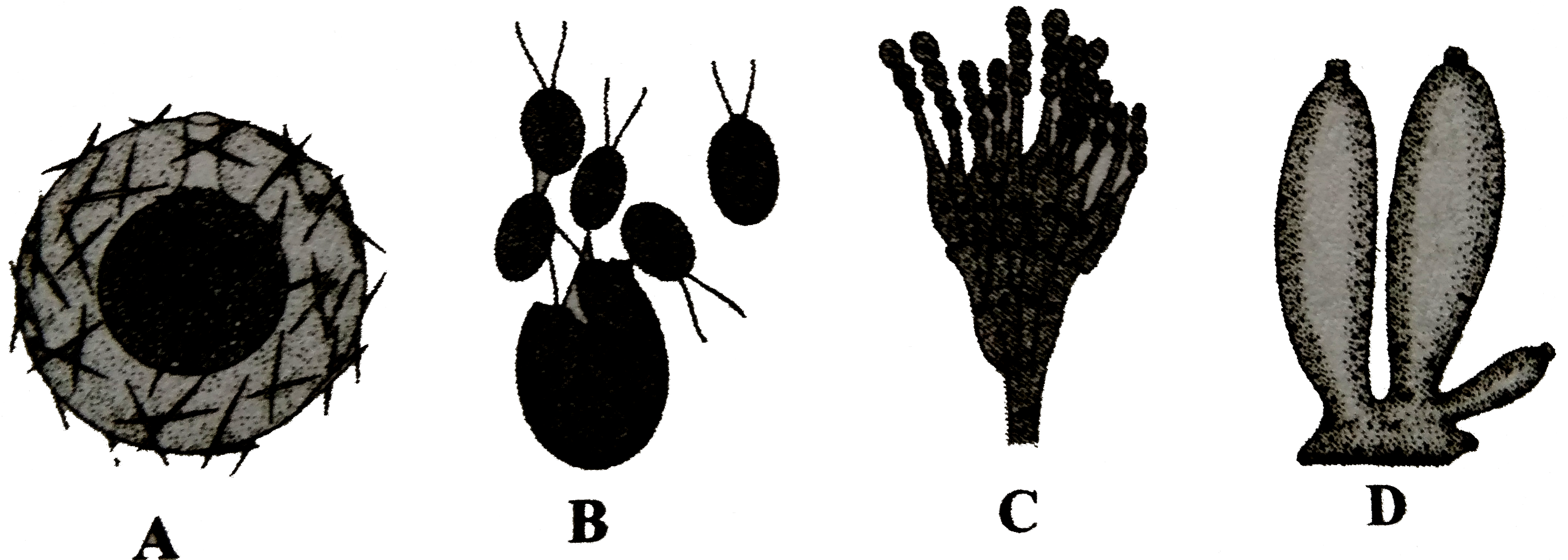 Study the following figures and select the correct statements regarding these.      (i)A shows mode of asexual reproduction in sponges through internal buds.   (ii)B shows sexual reprodction through zoospores in Chlamydomonas.   (iii) C shows asexual reproduction through fragmentation in Penicullium.   (iv) D shows external budding in Sycon.