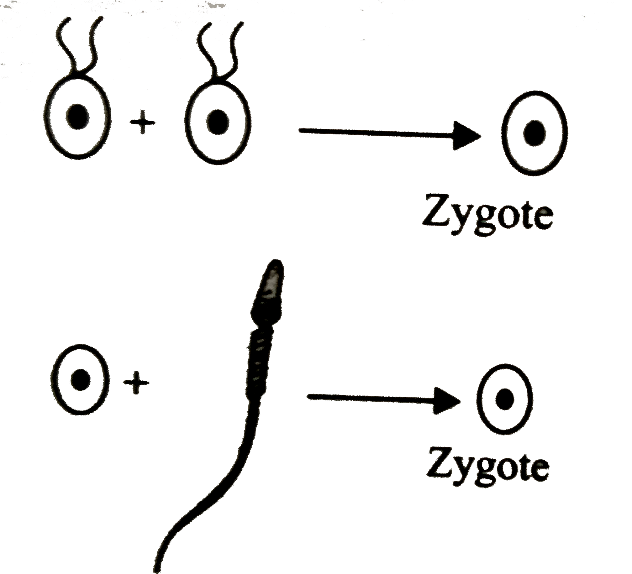 Refer to the given diagrams showing different types of syngamy and select the option that gives correct example of each of these.