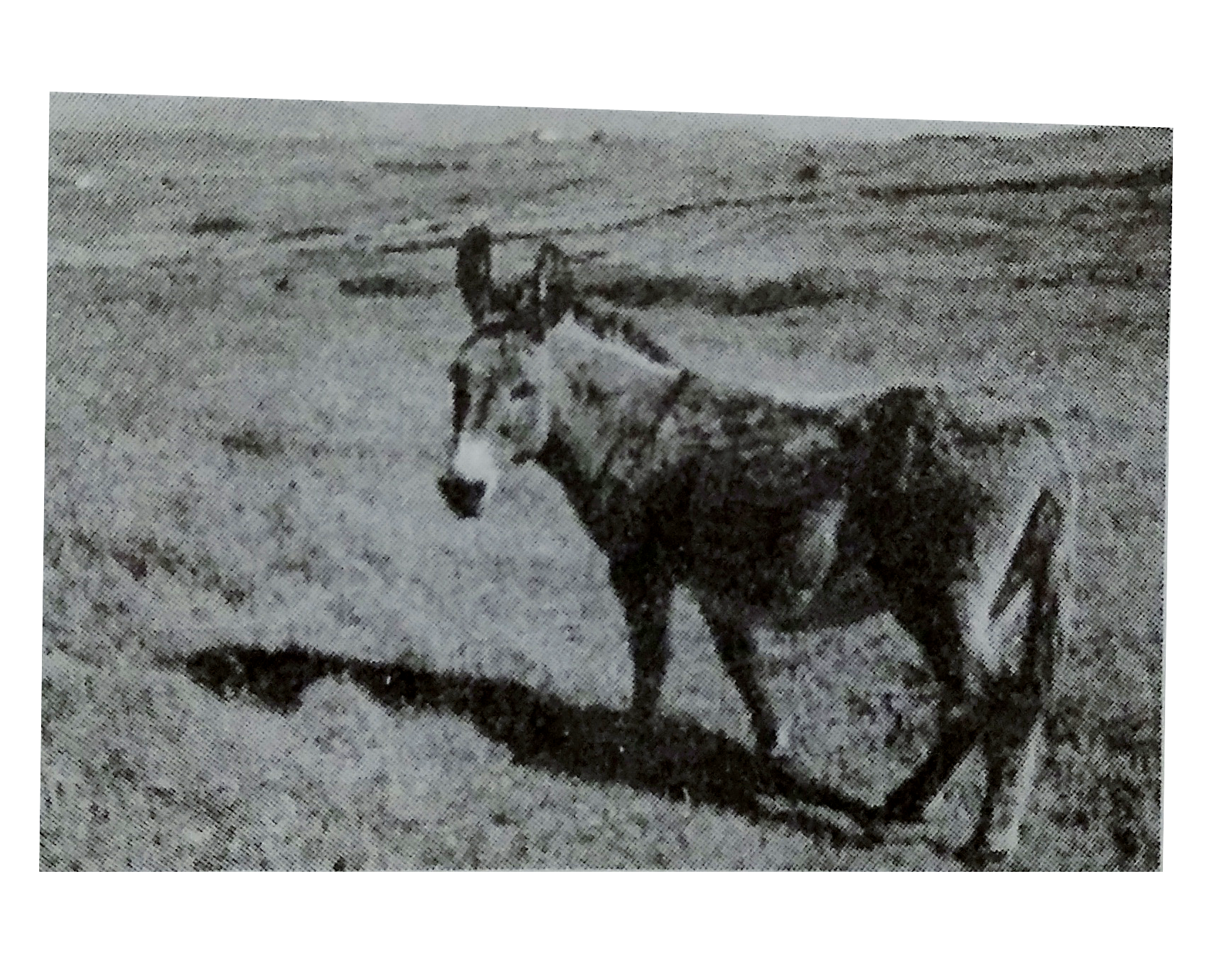 A mule is produced by the interspecific hybridisation between