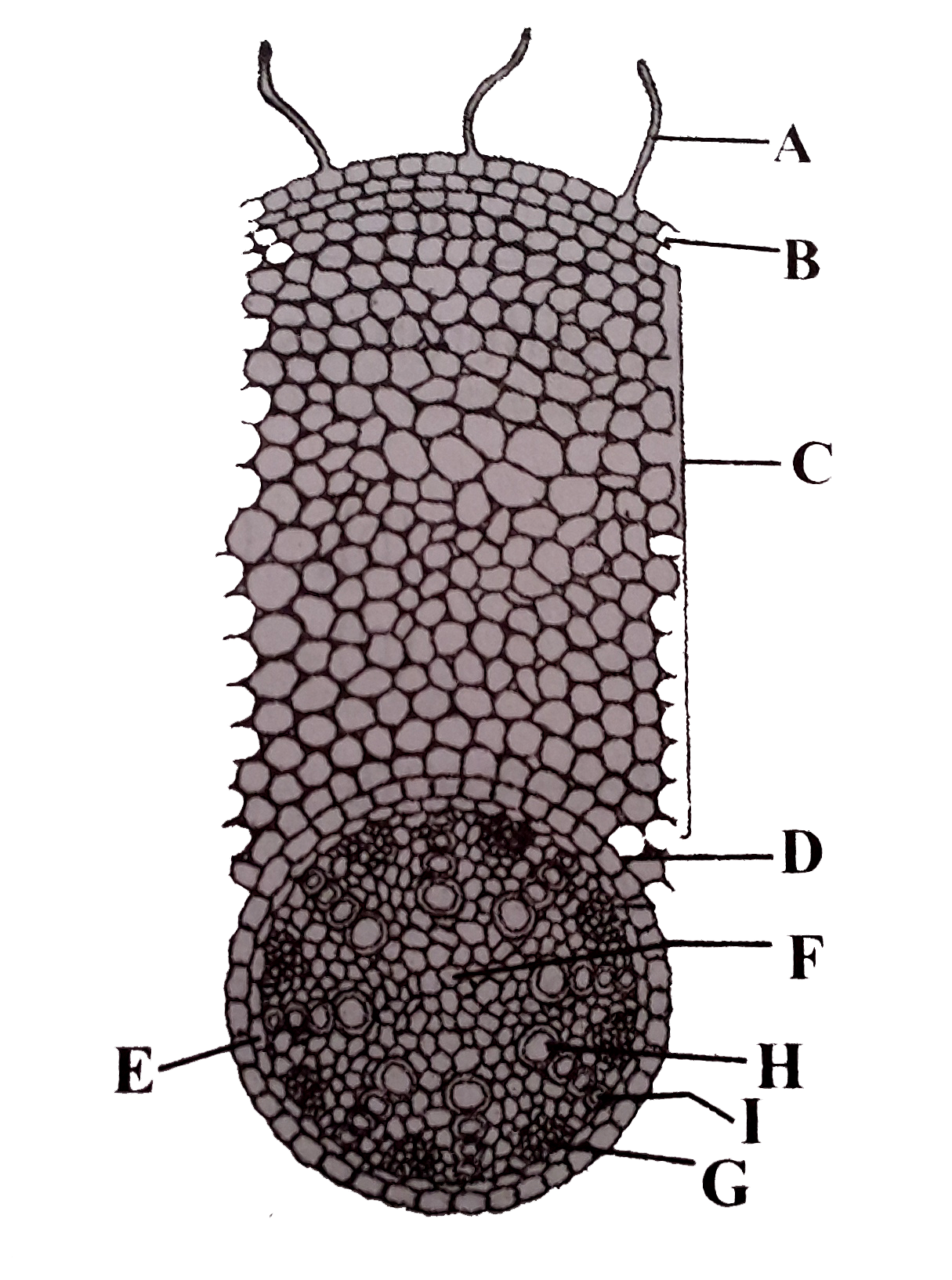 Transverse section of a part of a typical monocotyledonous root has been shown in the given figure. Identify the different parts (from A to I) and select the correct option.