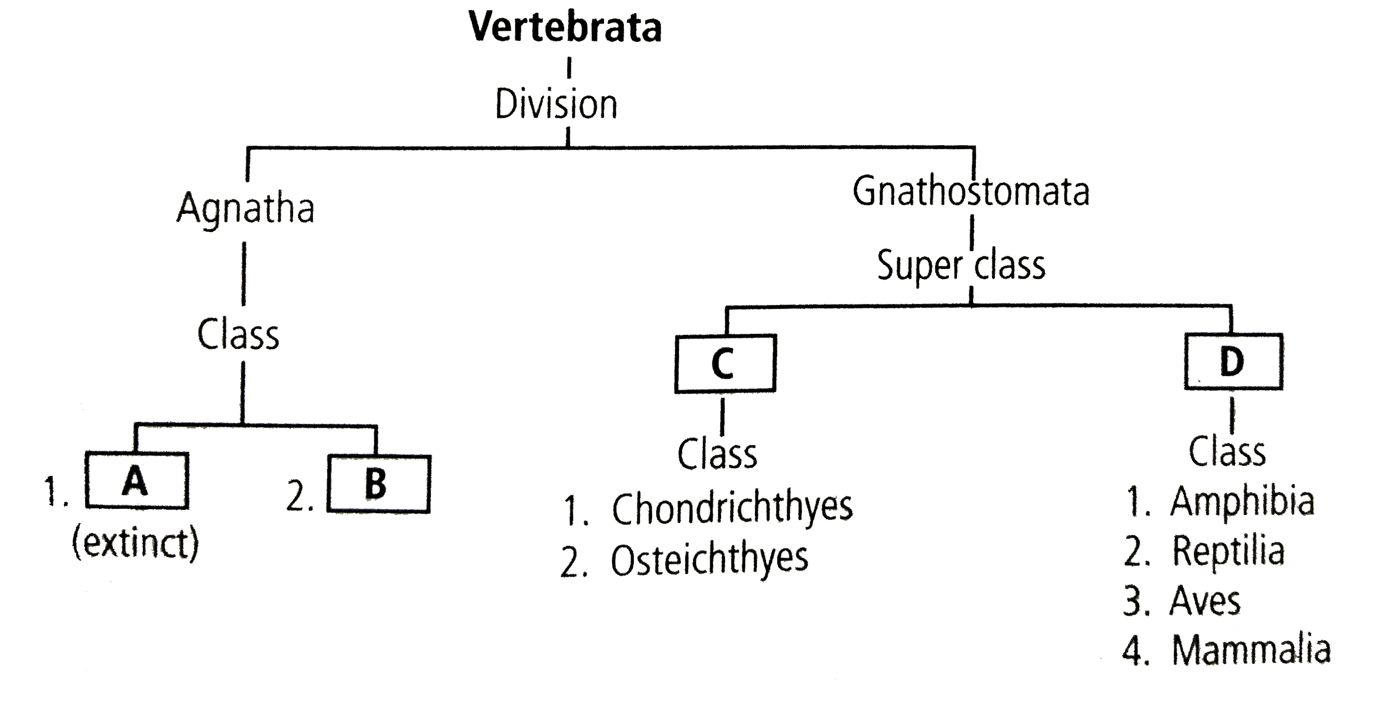 Go through the following flow chart for division of subphylum vertebrate. Fill the graph A, B, C and D and select the correct option.