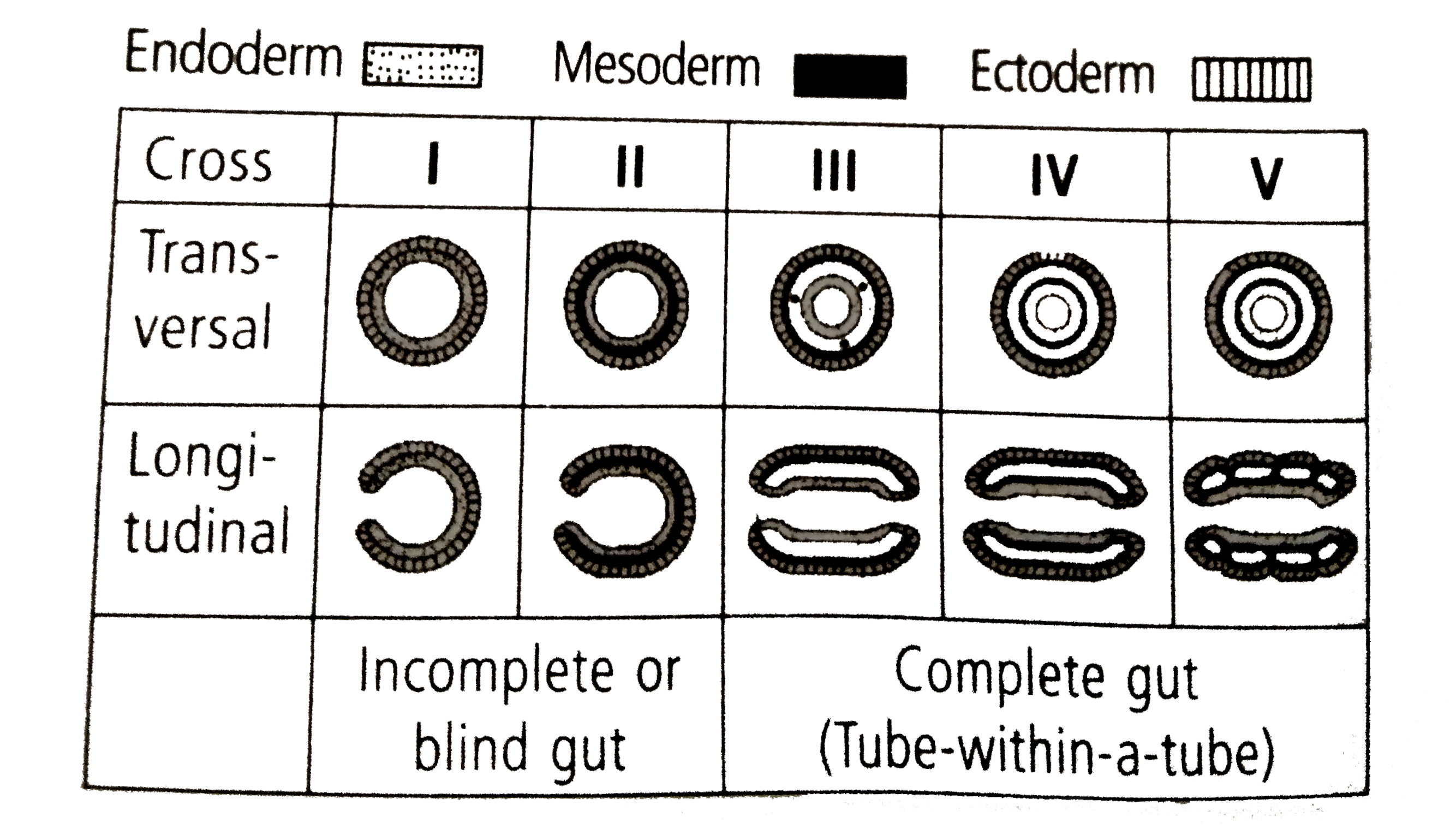 Observe the following diagrams of invertebrates embryos illustrating the characteristics of the body plan.   Reference      Select the correct sequence which corresponds to the phyla represented with I, II, III, IV and V.
