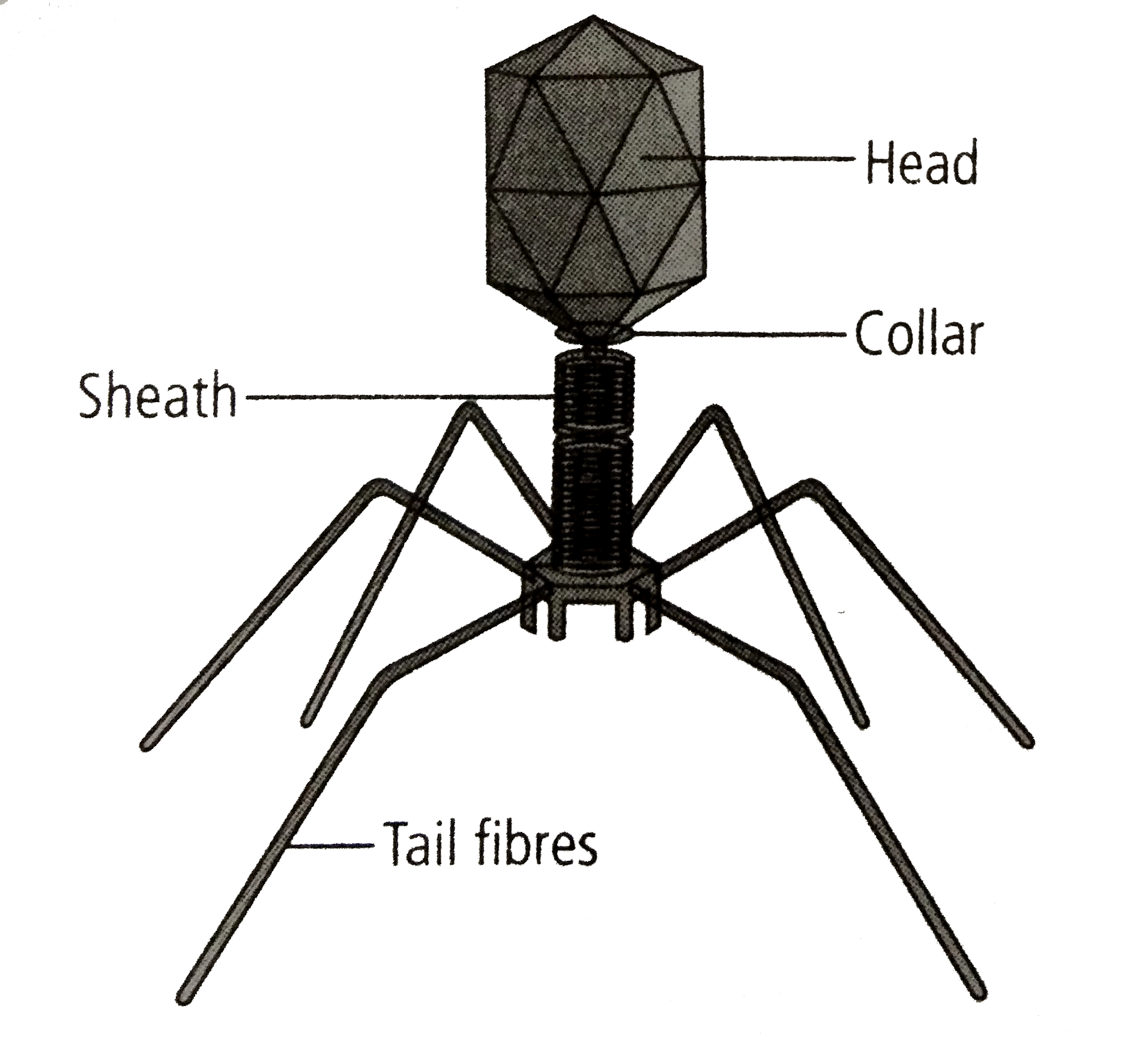 Refer to the given figure and select the correct option.