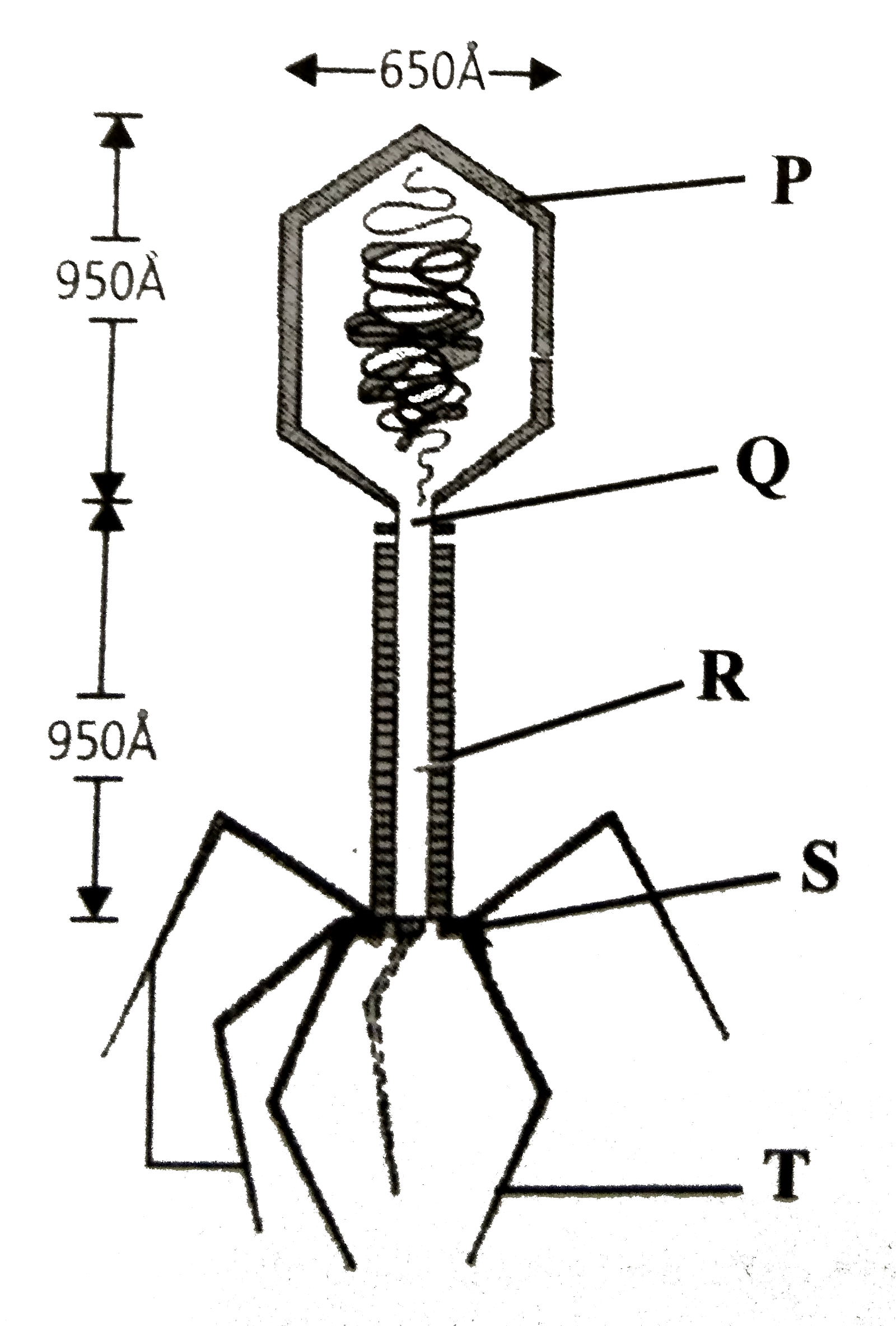 Given is an electron microscopic structure of a T(2) bacteriophage, identify the labelled parts P,Q,R,S and T and select the correct option.