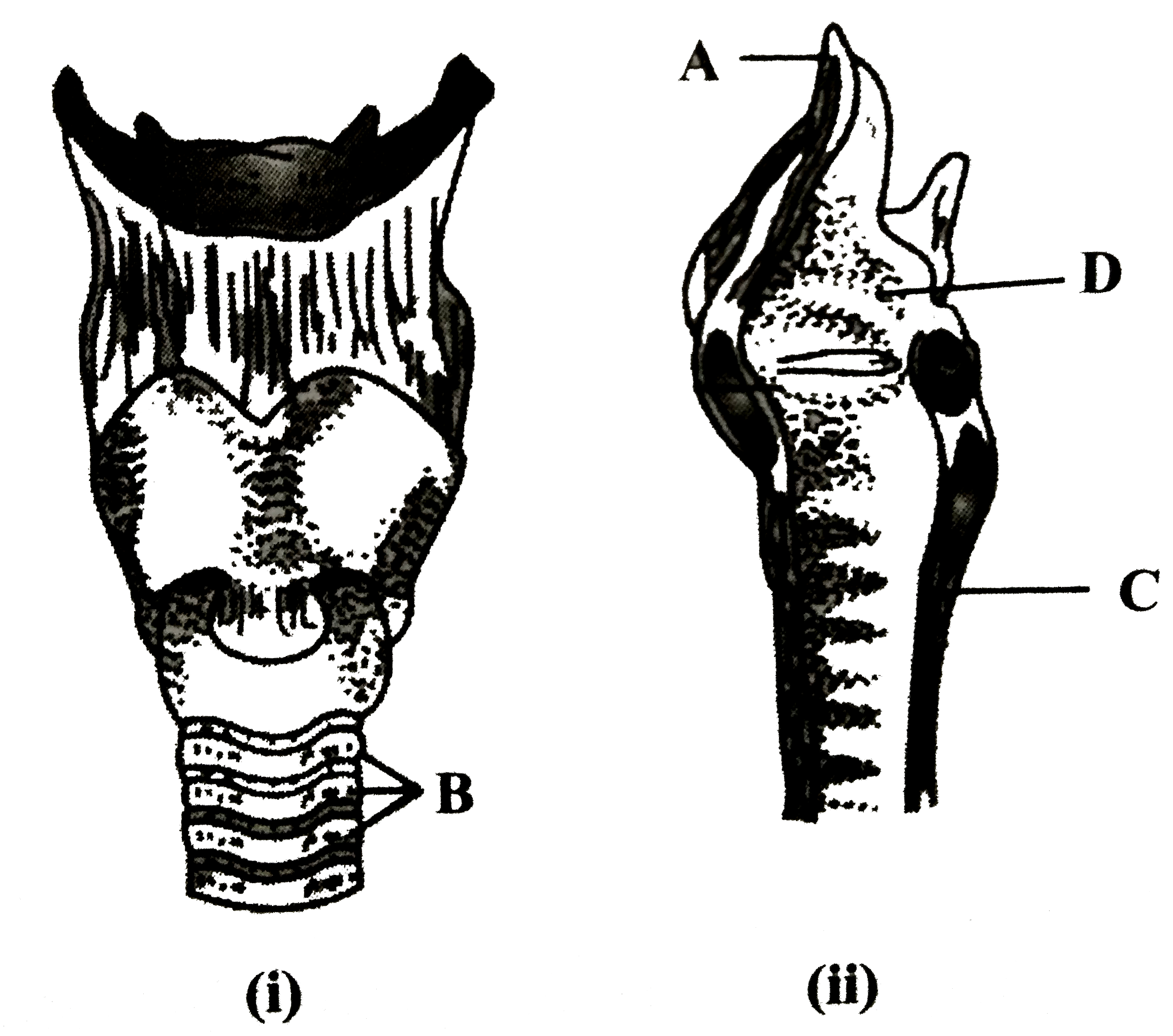The given figures are of human larynx, front view (i) and vertical section (ii).      Identify the labelled parts A to D.