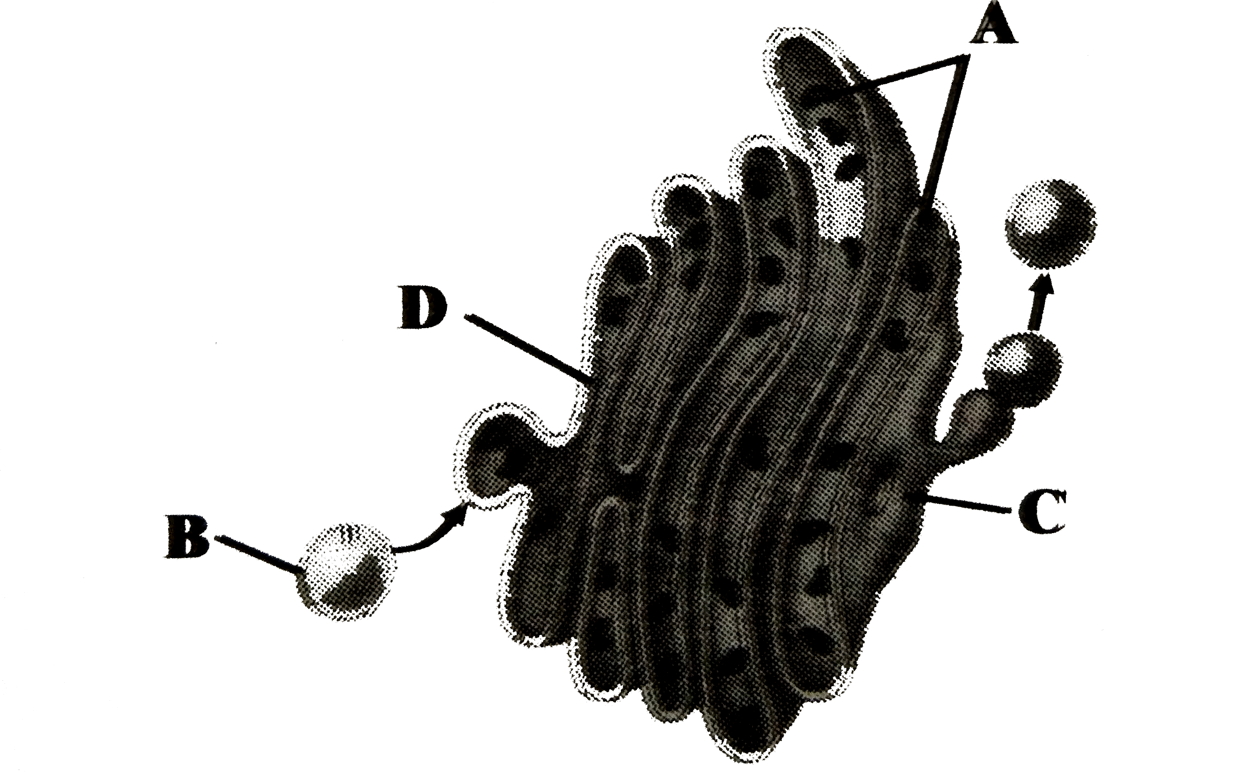 Featured image of post Golgi Apparatus Structure Drawing Newly synthesized glycoproteins are transported from the er lumen to the golgi body for further addition of sugar residues to the