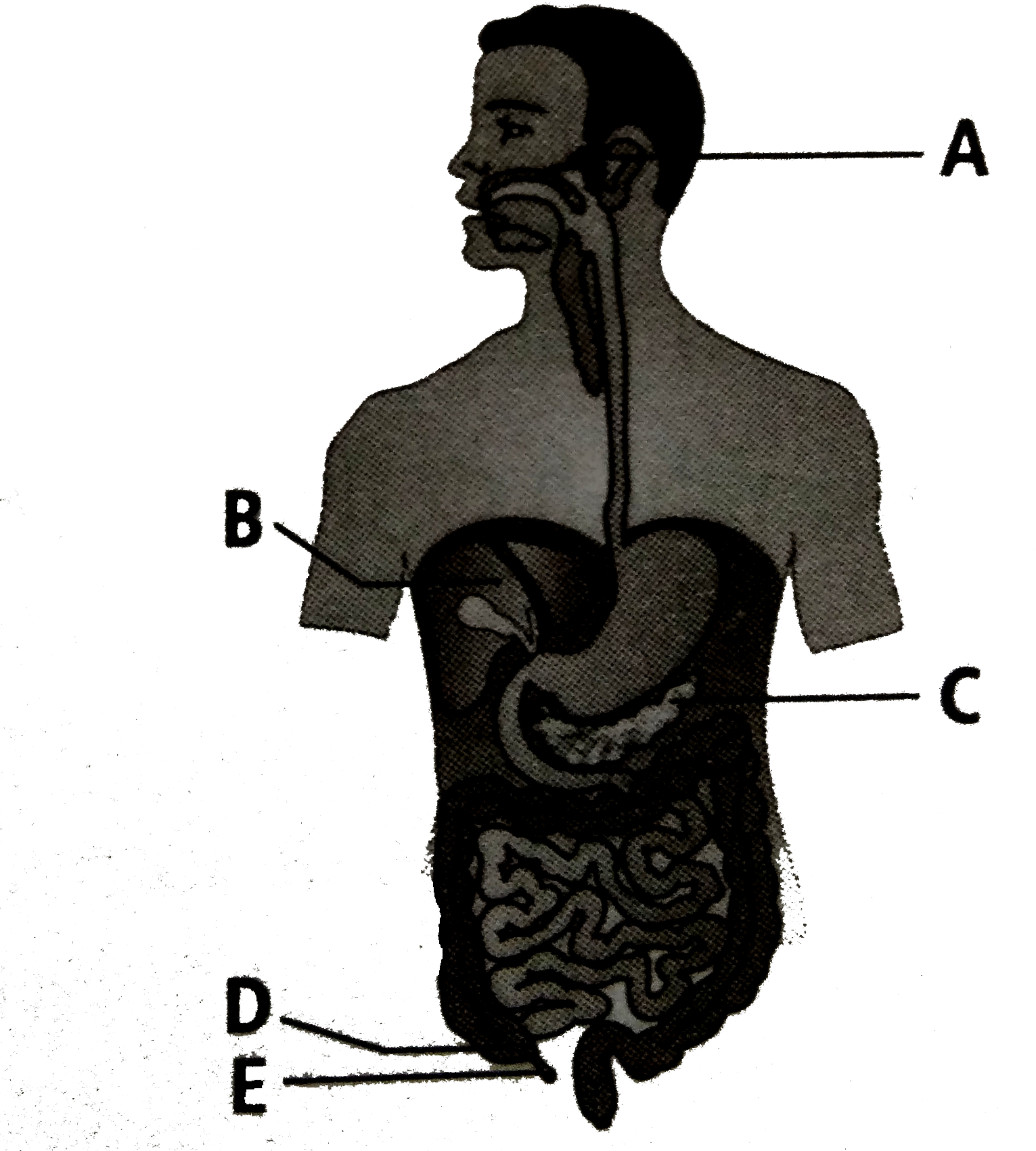 The given figure represents the human digestive system. Identify A,B,C D and E.