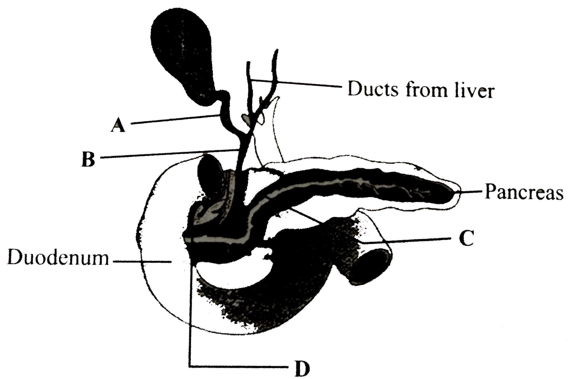 The given diagram shows a duct system of liver, gall bladder and pancreas. Write the names of ducts from A to D.
