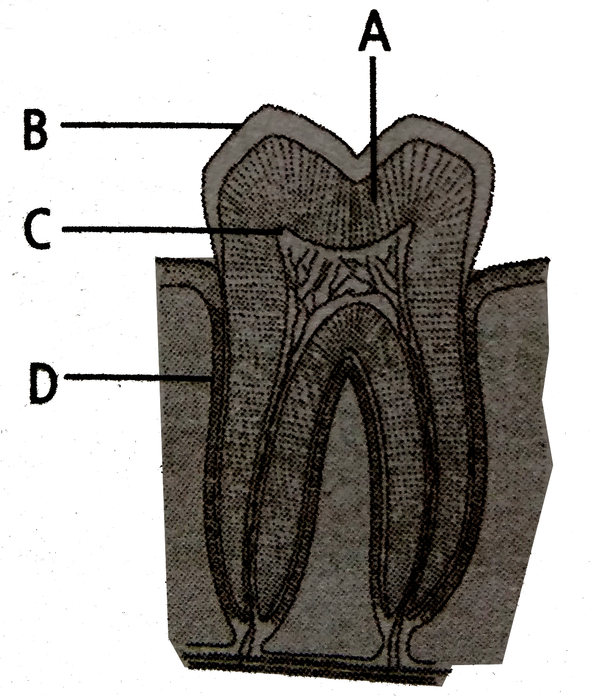 In the given figure of human tooth, some parts are labelled as A,B,C and D identify these parts and match them with their description given below.   (i) Contains mineral matter, mainly calcium   70% mineral matter, mainly calcium    (iii) Hardest material in the body   (iv) Connects root to the jawbone