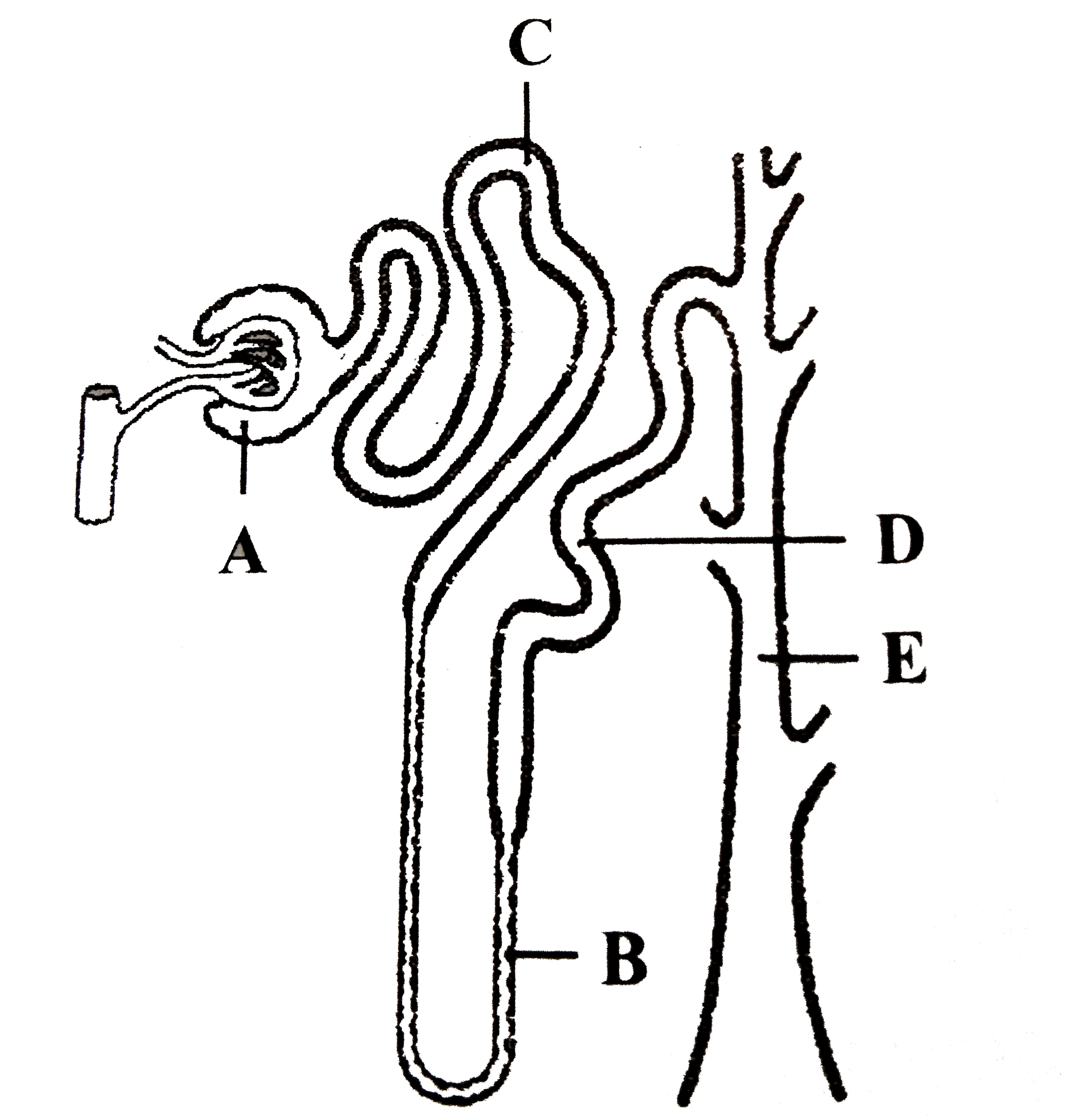 The given figure represents a single nephron from a mammalian kidney. Identify the labelled parts, match them with the functions (i-iv) and select the correct option.   (i). The site of ultrafiltration.   (ii). Particularly sensitive to ADH.   (iii). The main site for the reabsorption of glucose and amino acids.   (iv). Largely responsible for the maintenance of blood pH.