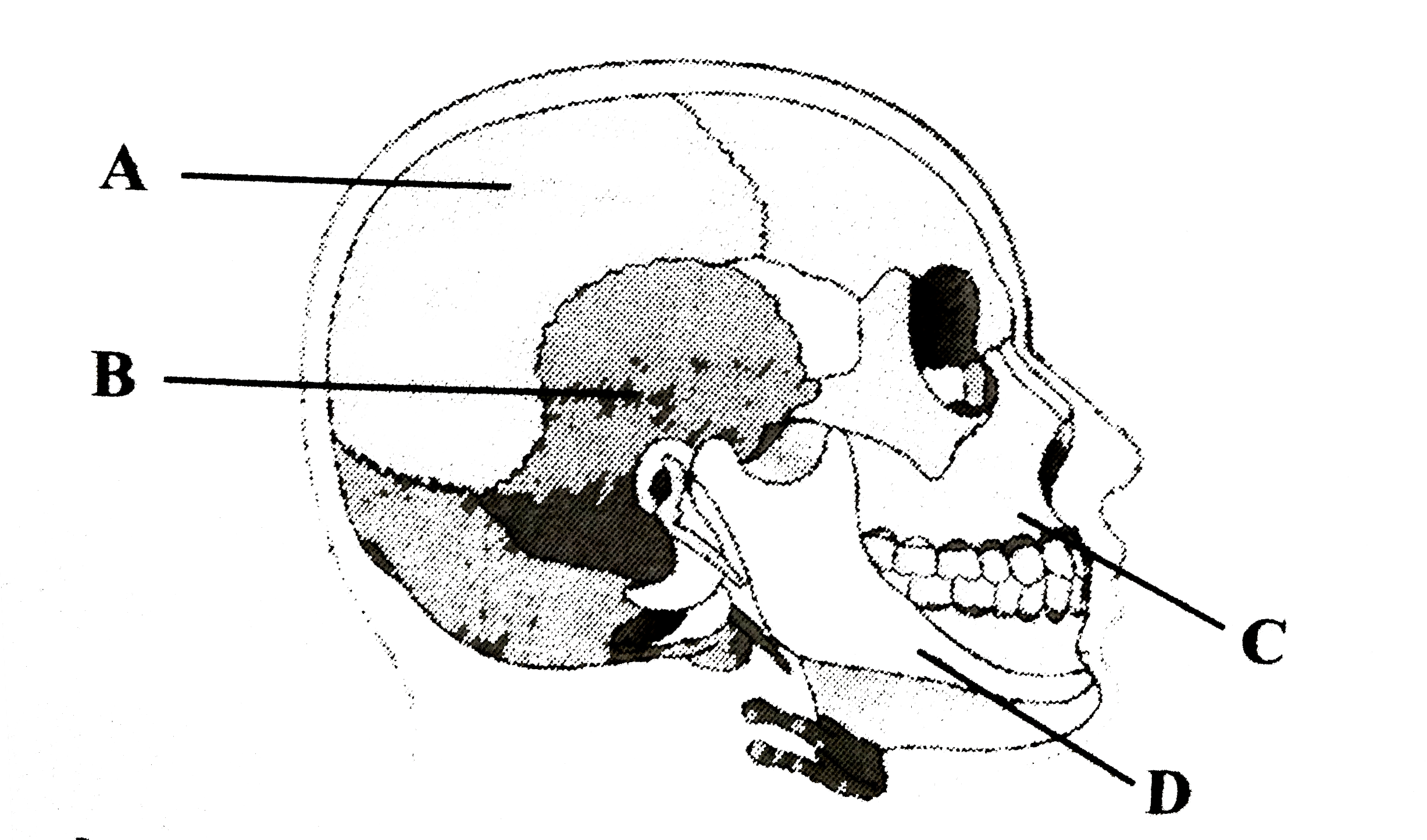 Examine the given diagrammatic view of human skull given below and identify the skull bones labelled from A-D.