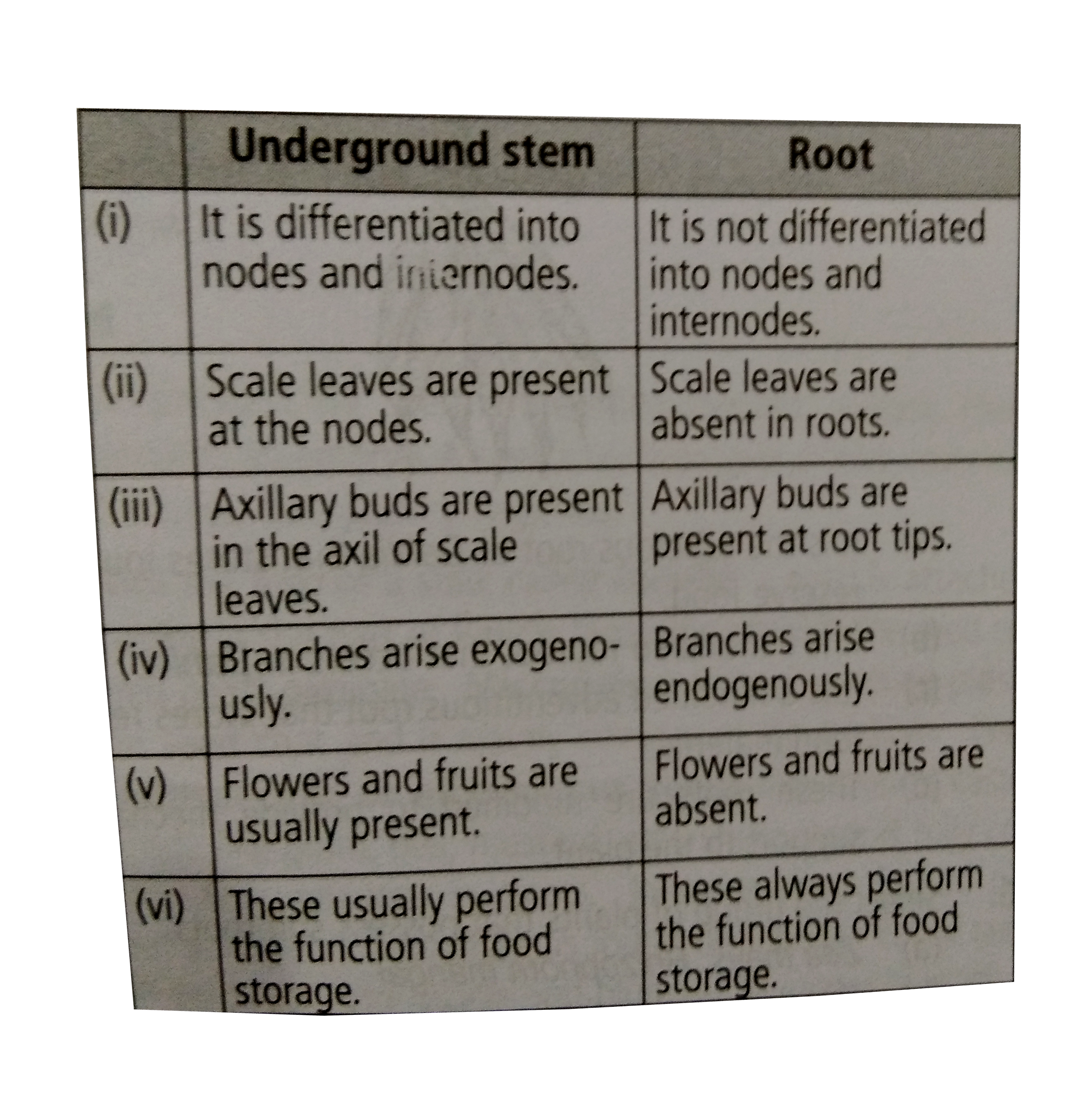 Given are some difference between an underground stem and a root. Select the option that identifies the incorrect pair of differences.