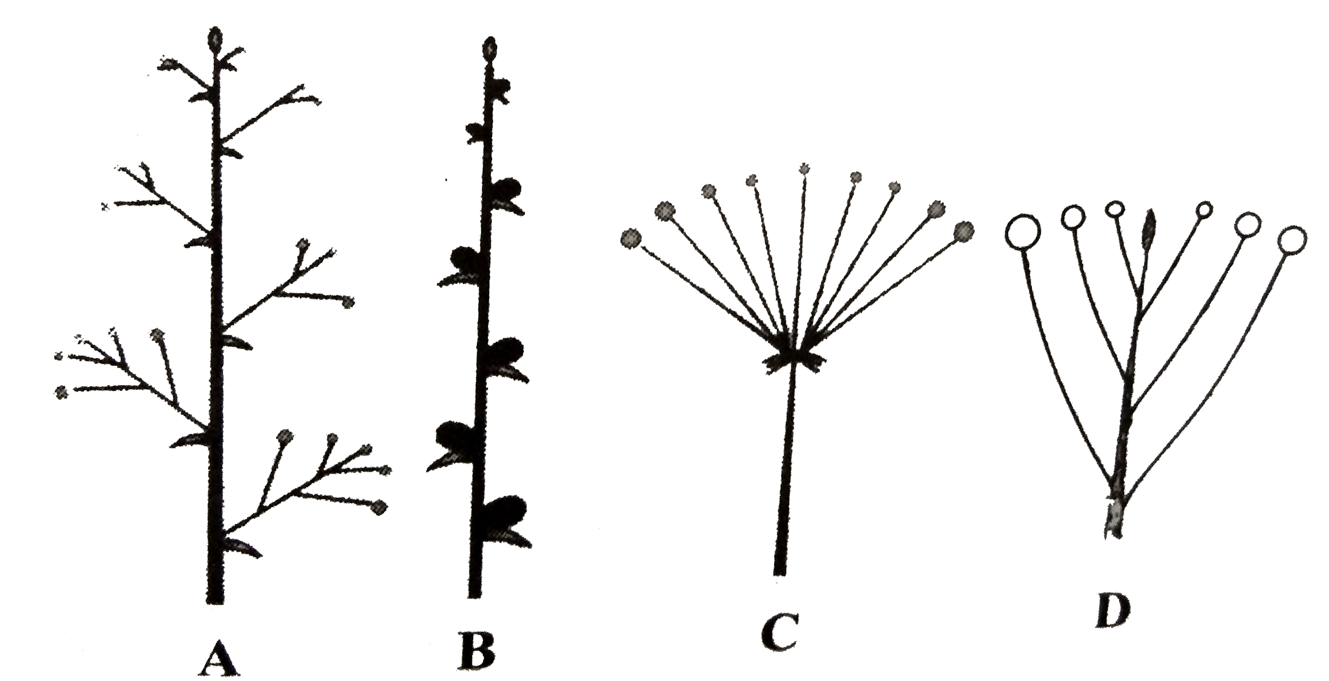 The given figure shows some types fo inflorescences. Select the option that correctly identifies them.