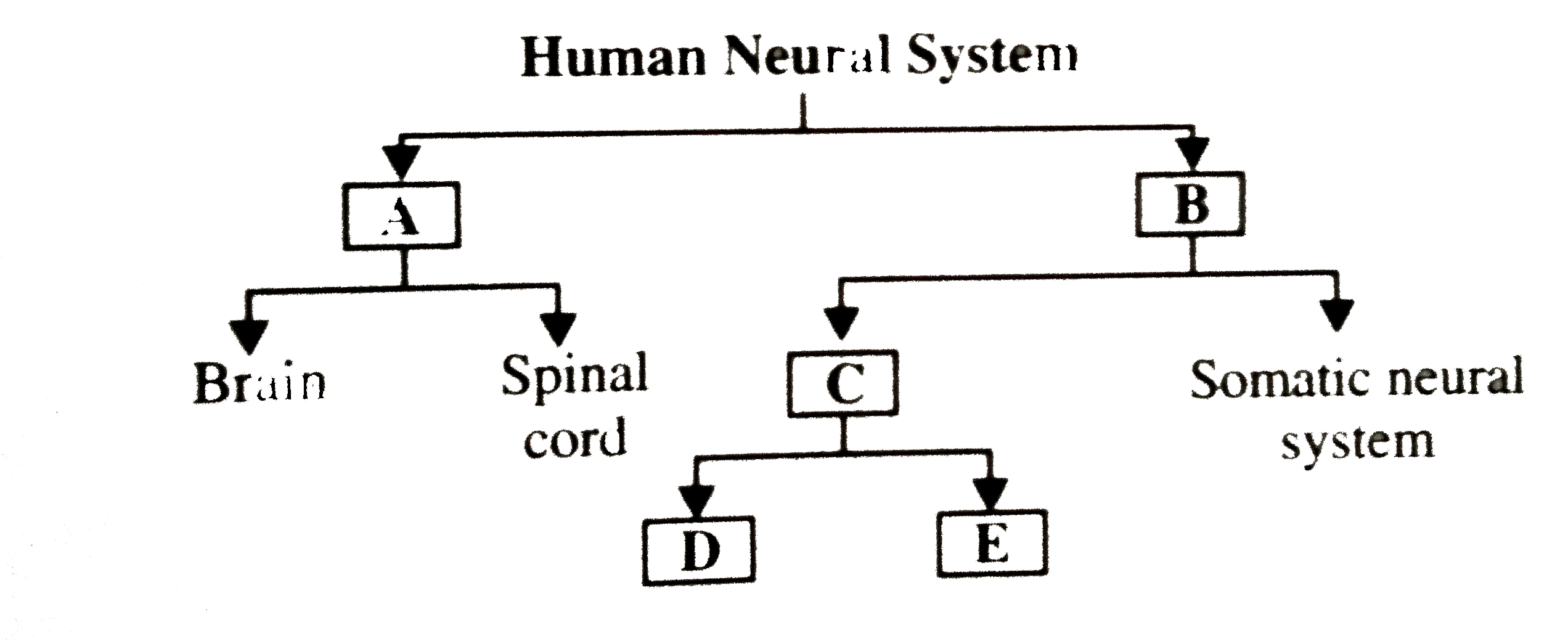 The flow chart given here shows functional organisation of the human neural system.Indentify A to E and select the correct options.