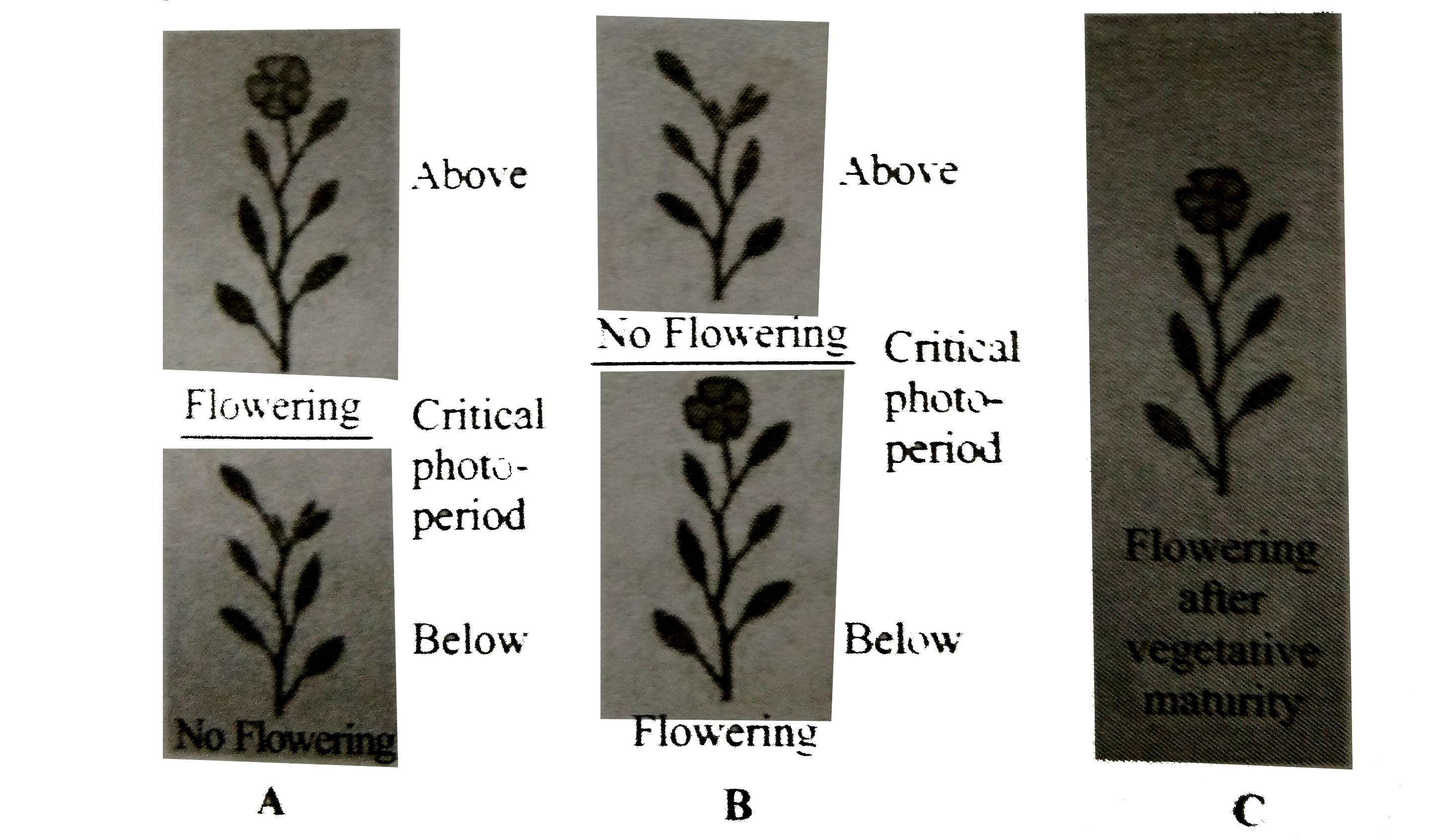 The given figure shows flowering responses of three plants A,B and C to the photoperiod. Select the correct option regarding this.