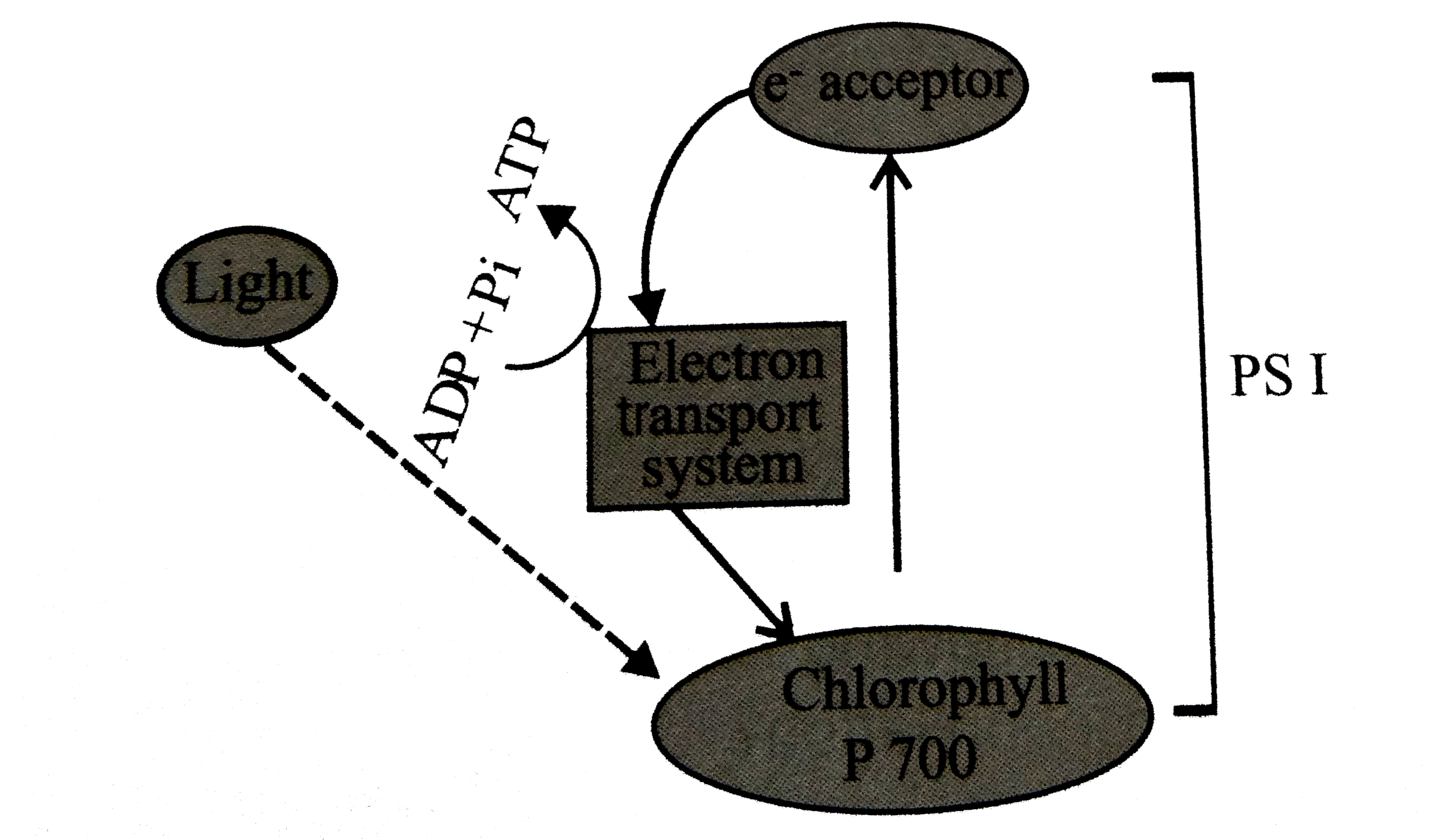 What does the given diagram represent with respect to the various photosynthetic process?