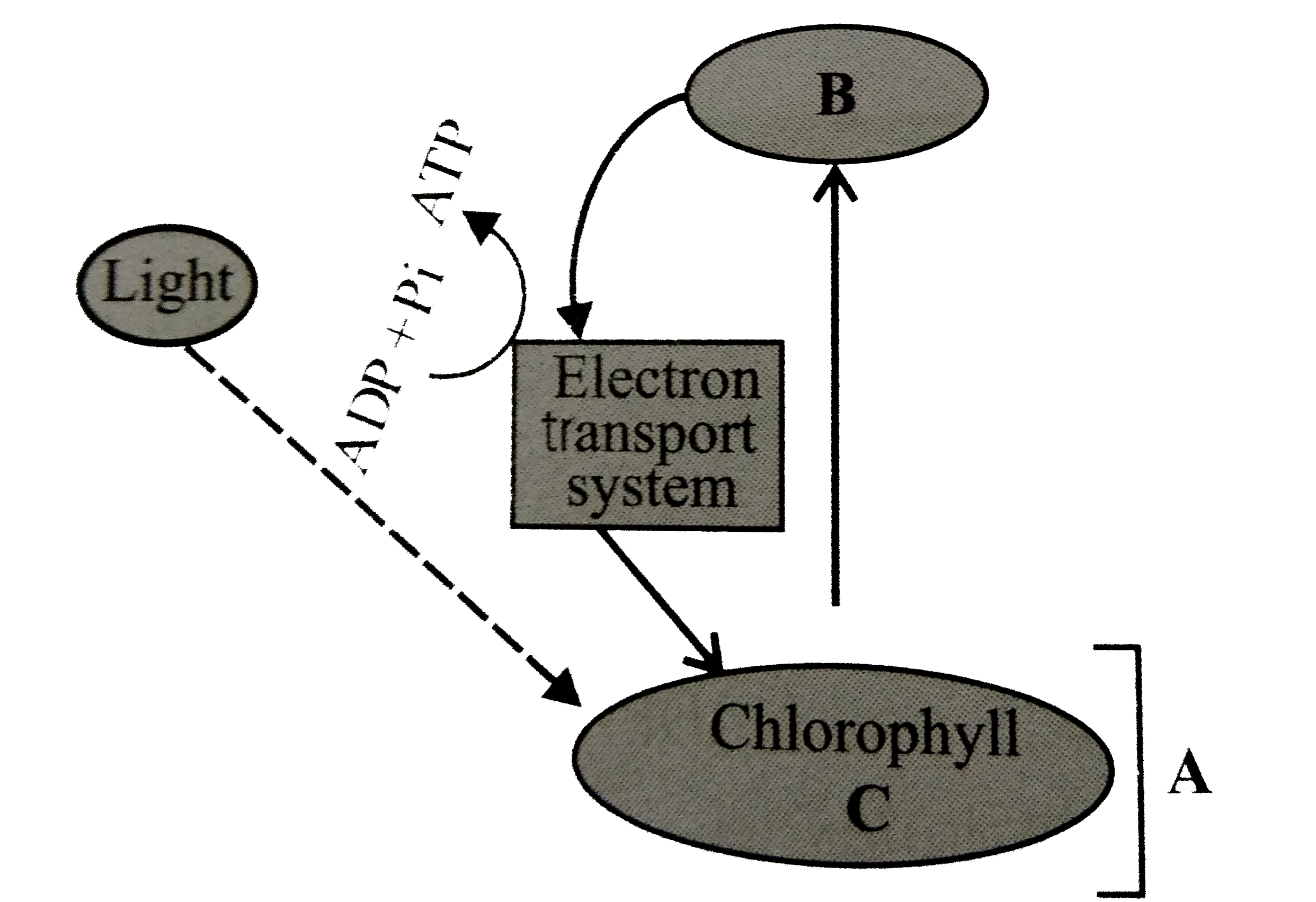 Study the given flow chart of cyclic photophosphorylation and selct the correct answer for A,B and C