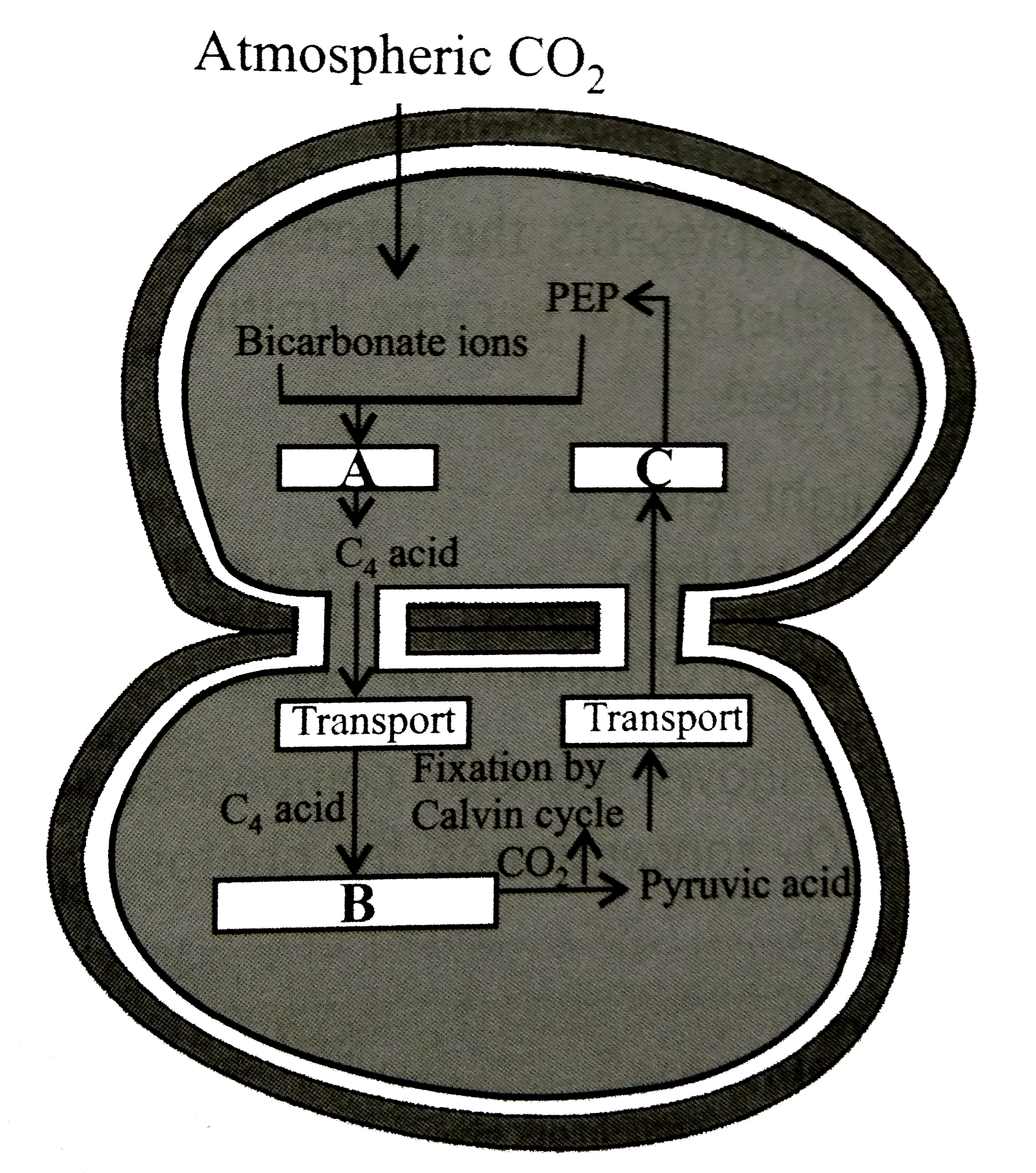 Given figure represents C(4) pathway. Select the suitable options for A,B and C.