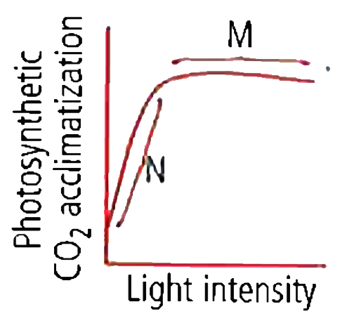 A typical light response curve of photosynthesis is shown. The limiting factos/s for photosynthesis at M and N is/are