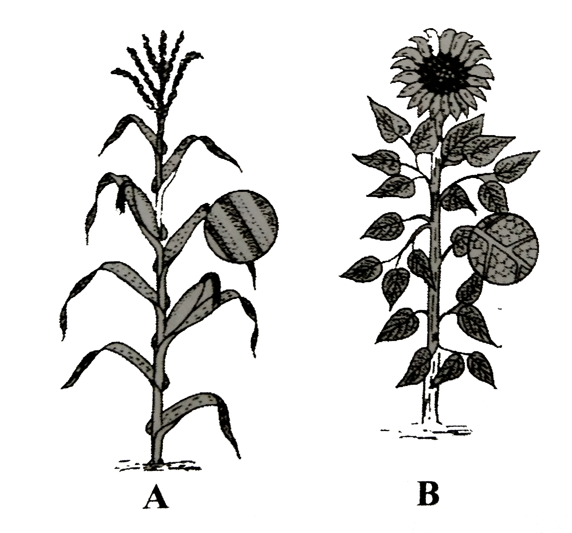 Angiosperms A and B shown in the figure belong to the classand respectively.