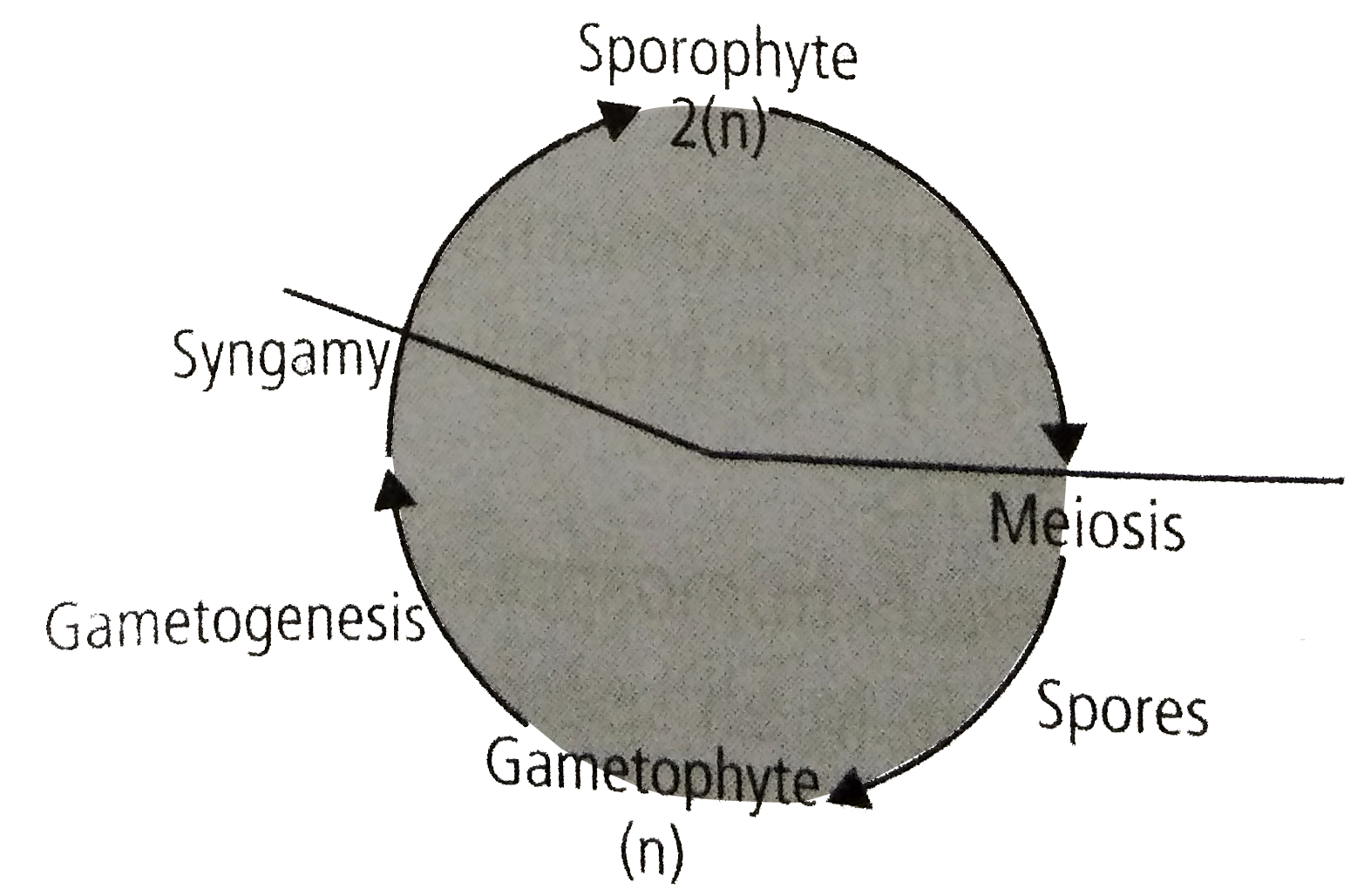 Select the incorrect statements with respect to given type of life cycle.