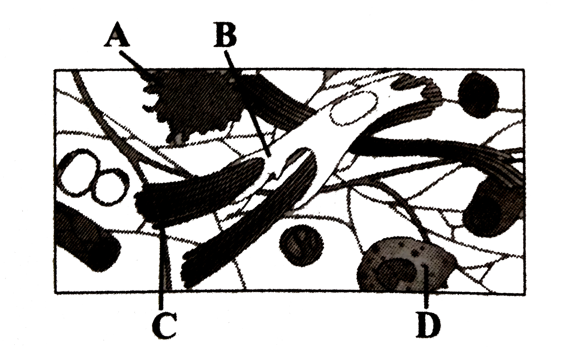 Given is the diagrammatic sketch of a certain type of connective tissue   Identify the parts labelled as A,B,C and D and select the correct option.