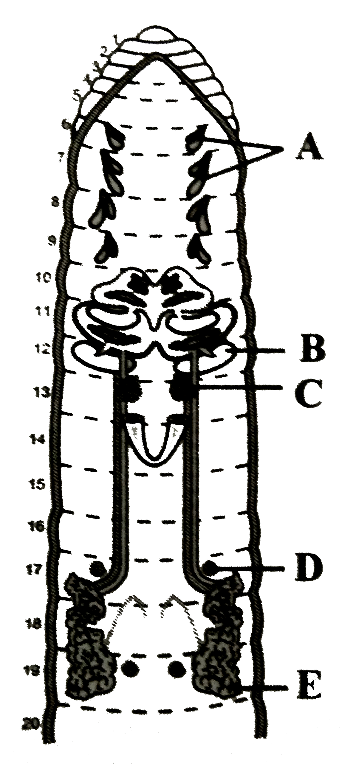 In the given diagram of the reproductive system of earthworm, Identify parts labelled as A, B. C, D, E and select the correct option