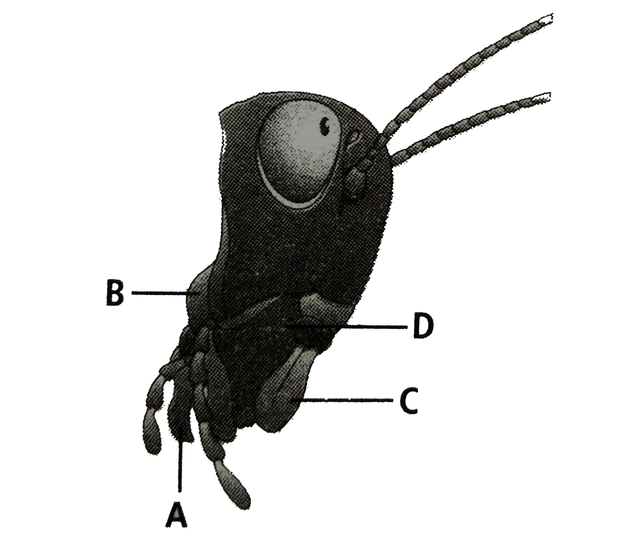 The given figure represent heat region of cockroach. In which one of the options all the four parts A,B,C and D are labelled correctly ?