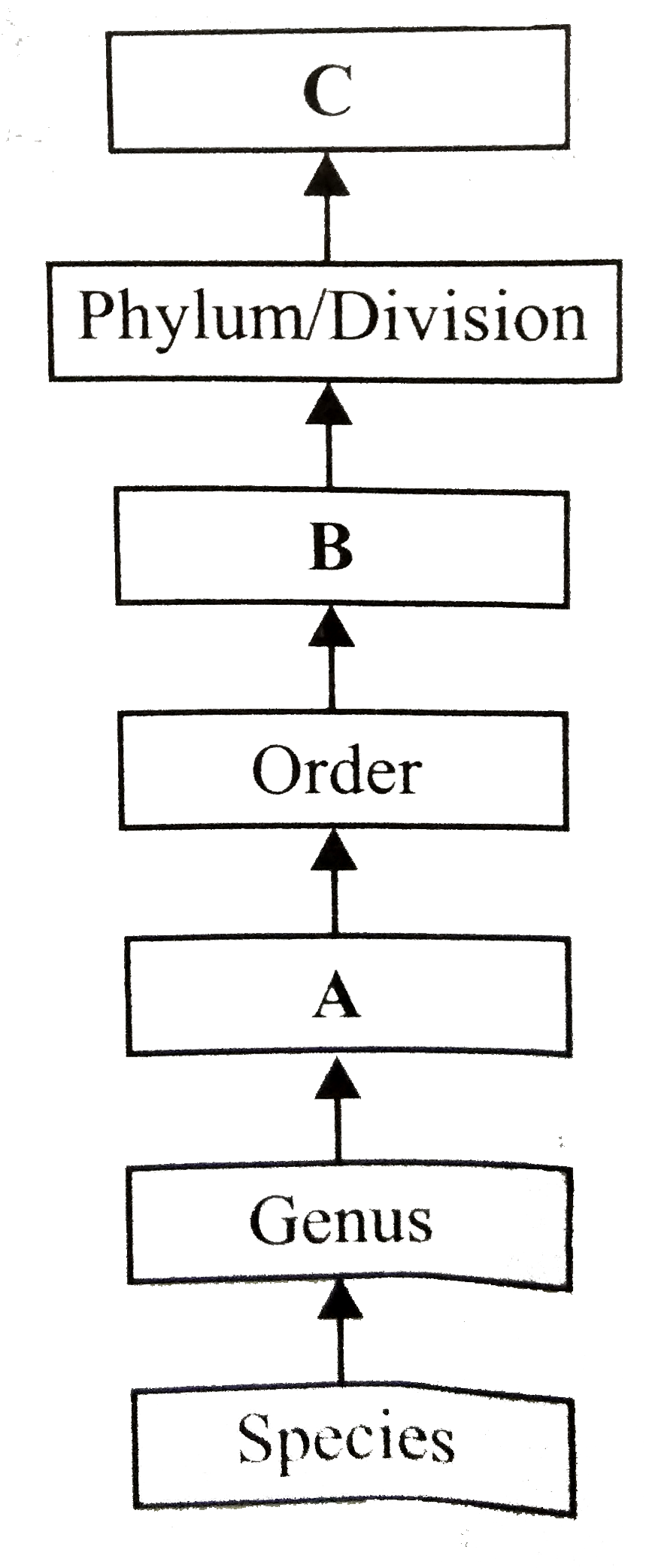The given flow chart represents the hierarchy of various taxonomic categories.   Identify the missing categories (A, Ba nd C) and select the correct statements regarding these.   (i) A is the taxonomic category which contains a number of related genera.   (ii) Example of category B are Monocotyledonae, Dicotyledonae, Mammalia, etc.   (iii) C represents the basic unit of taxonomic hierarchy.   (iv) Examples of category C are Fungi, Monera, Protista, etc.