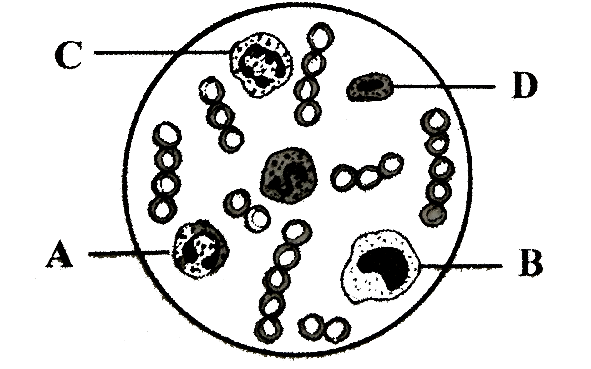 Study the given figure and identify the cells labelled as A, B, C and D