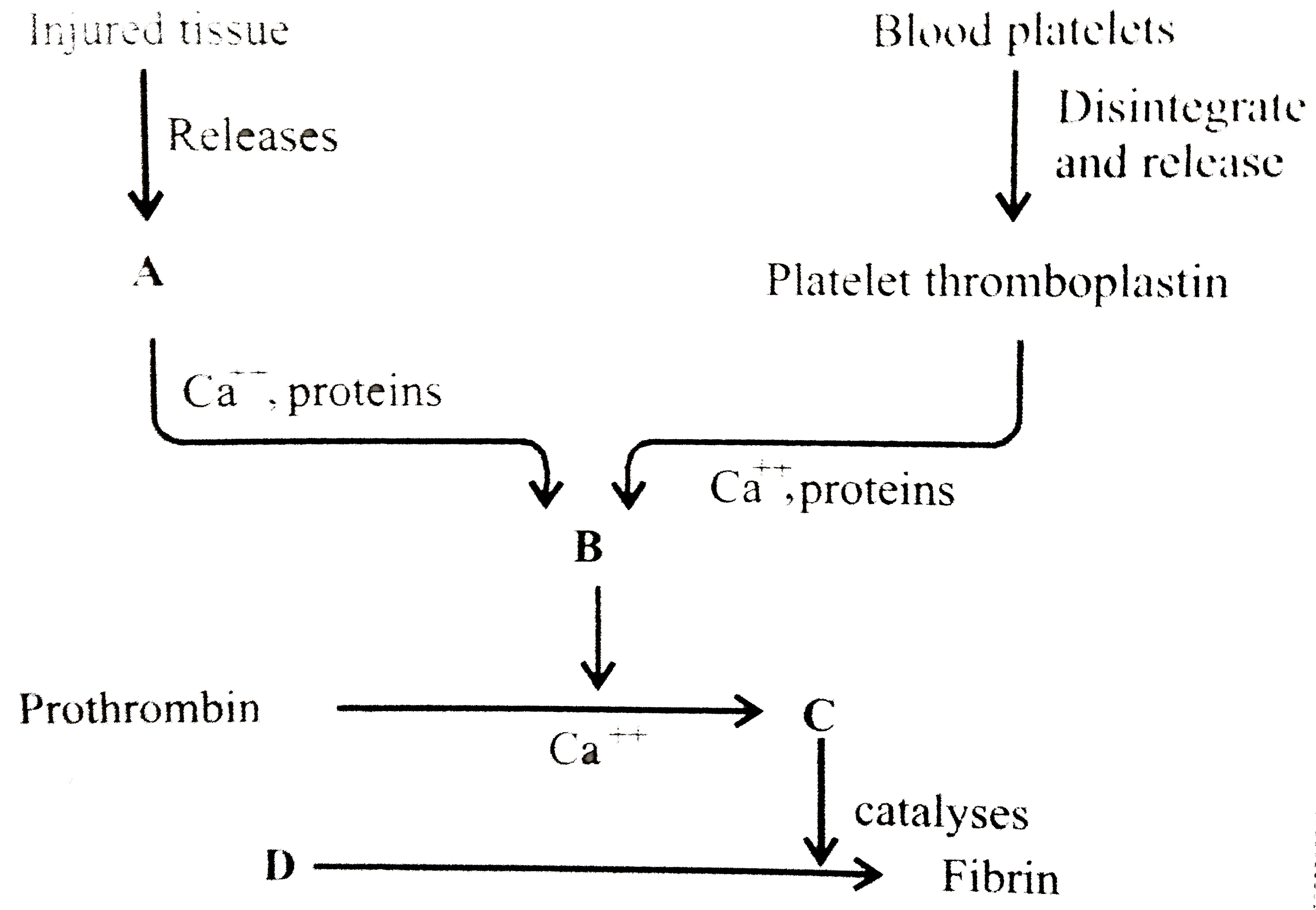 Identify the components labelled (A-D) in the given flow chart of the blood clotting process.