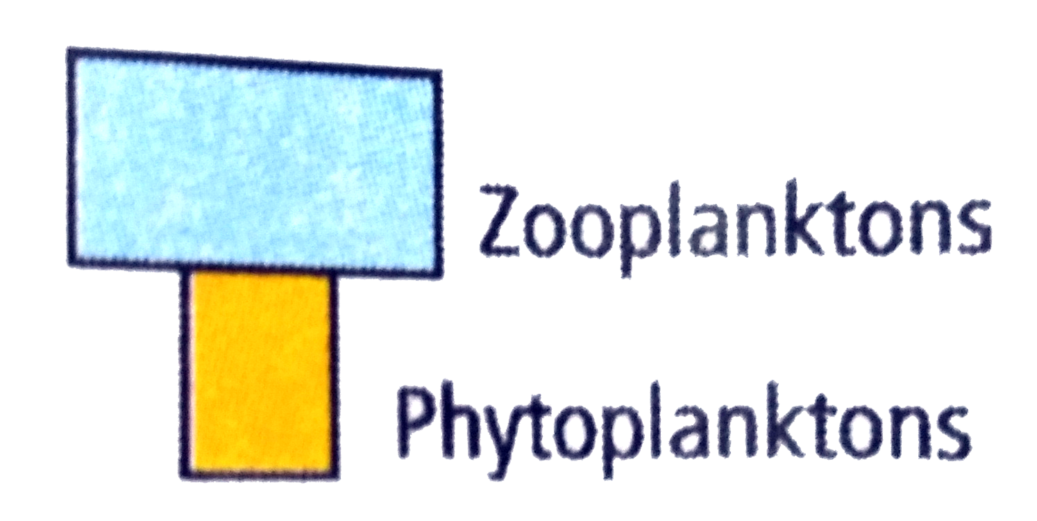 The given pyramid shows the relative biomass of zooplanktons and phytoplanktons in a maarine ecosystem. The biomass of the zooplanktons is higher than that of the phytoplanktons because