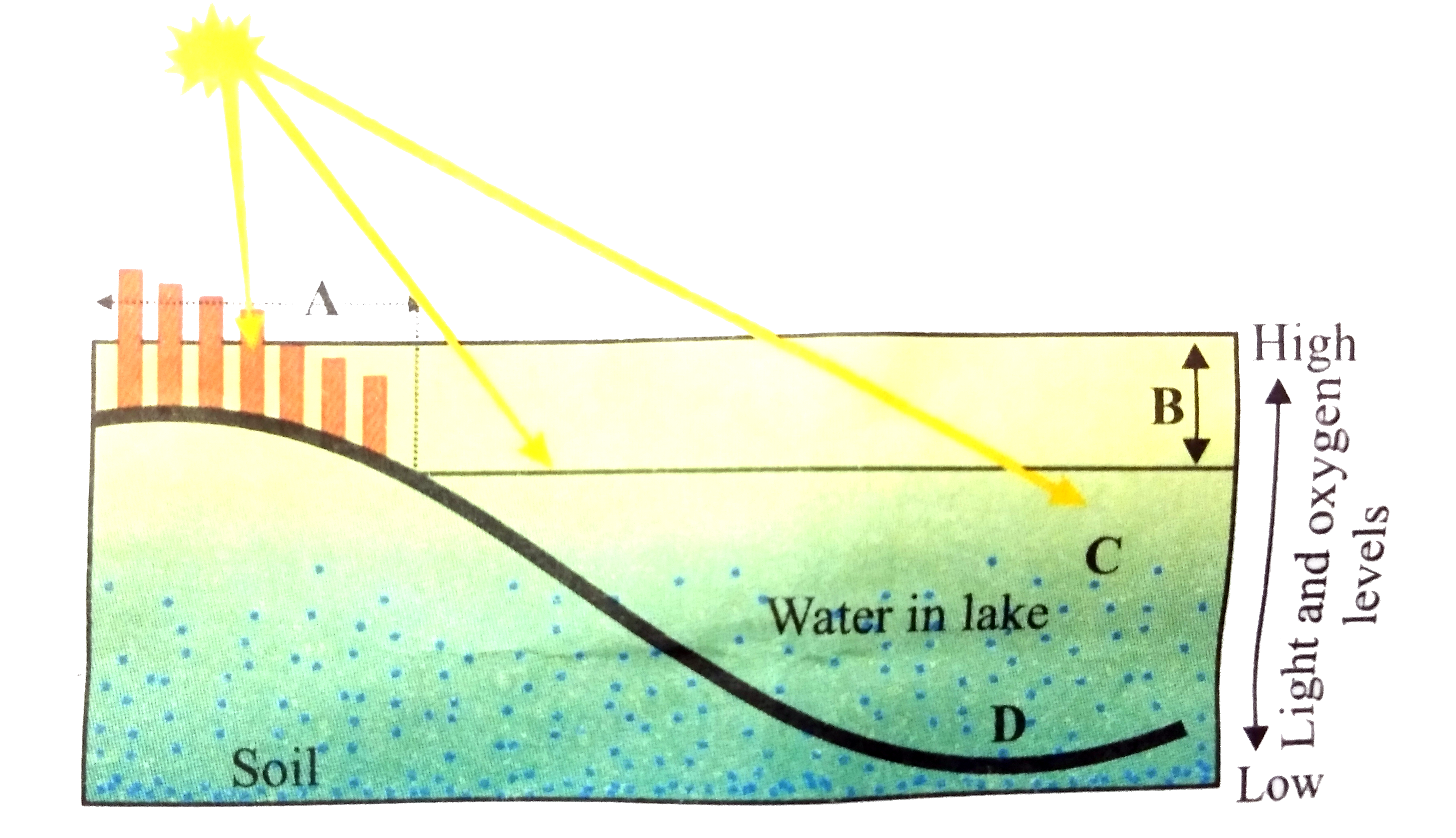 Refer to the given figure showing different zones in a deep lake. Ini which zone of the lake, producers occur throughout from surface to bottom?