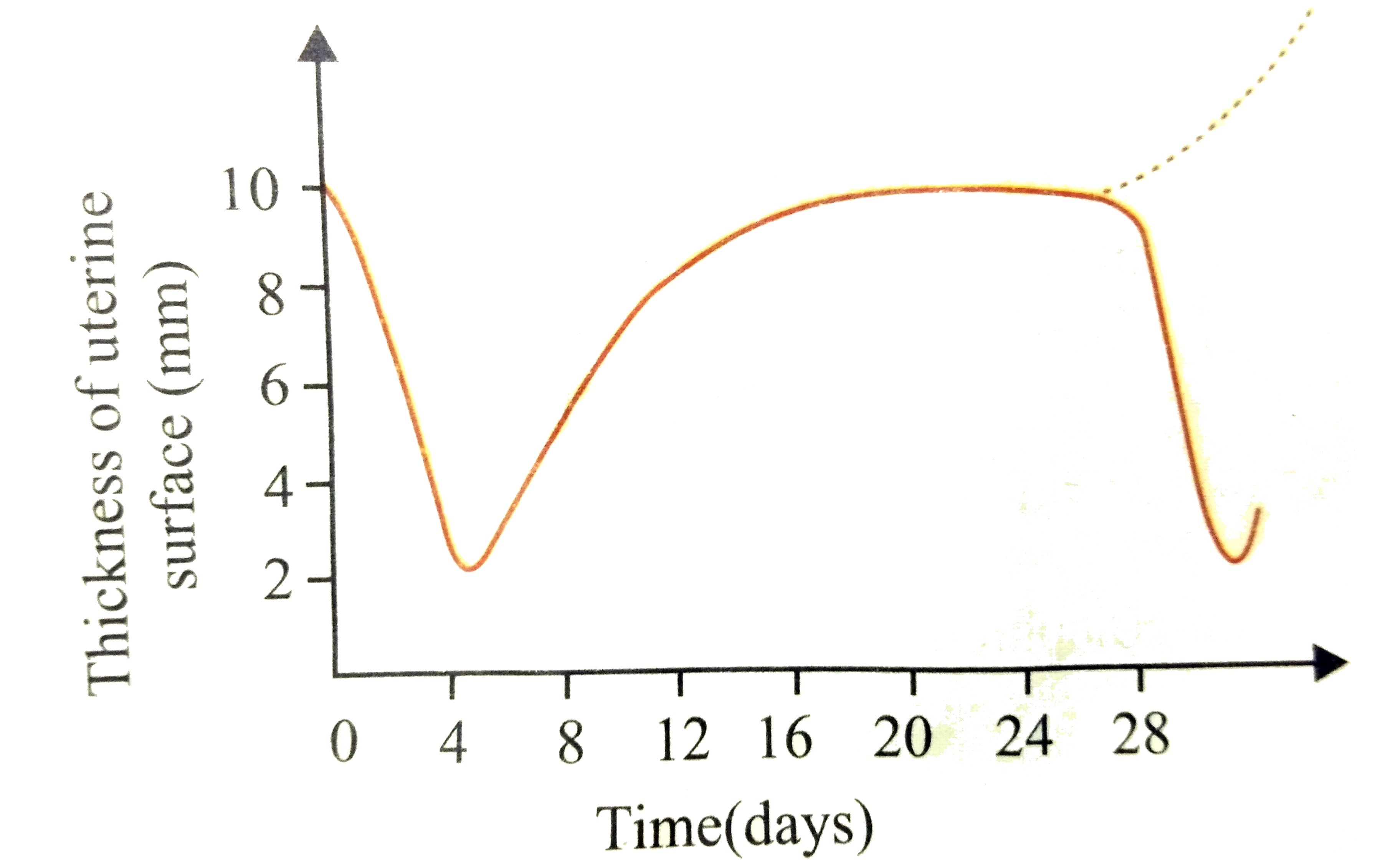 The given shows the thickness of the unterine layer of an adult woman during a period of time.   Which of the following conditions is expected to occur in the beginning, if the curve continues along the dotted line?