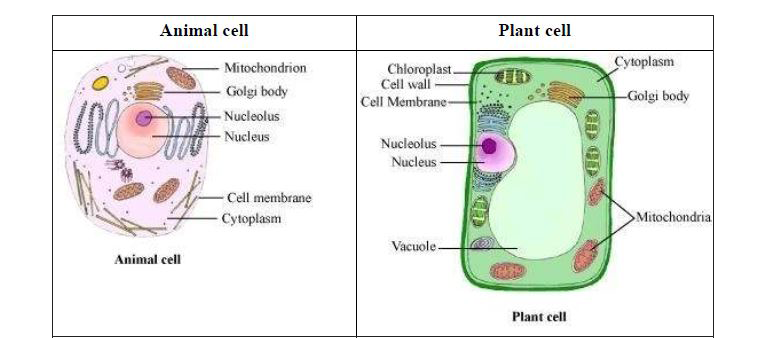 Make sketches of animal and plant cells. State three differences between them. Make sketches of animal and plant cells. State three differences between them.