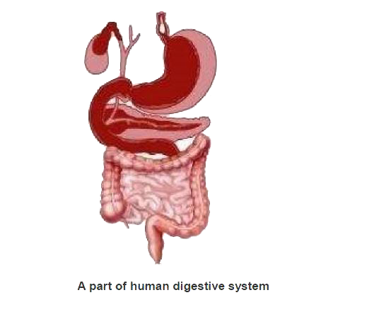Label the following figure of the digestive system.