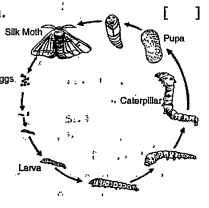 Bombyx Mori: Life Cycle and Culture (With Diagram) | Zoology