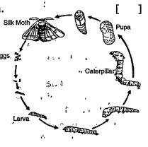 The given figure shows the life cycle of silk worm. Name the stages 1,2,3 and 4