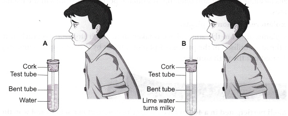 In the given picture there is a lime water in A and B test tubes. A boy is breathing out the air into the test tubes. Predict your answers for the following : What was the colour of lime water in test tubes 'A' and 'B' before you began the experiment ?