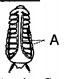 Identify the part 'A' given in the fig.