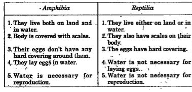 What are the differences between amphibians and reptiles?